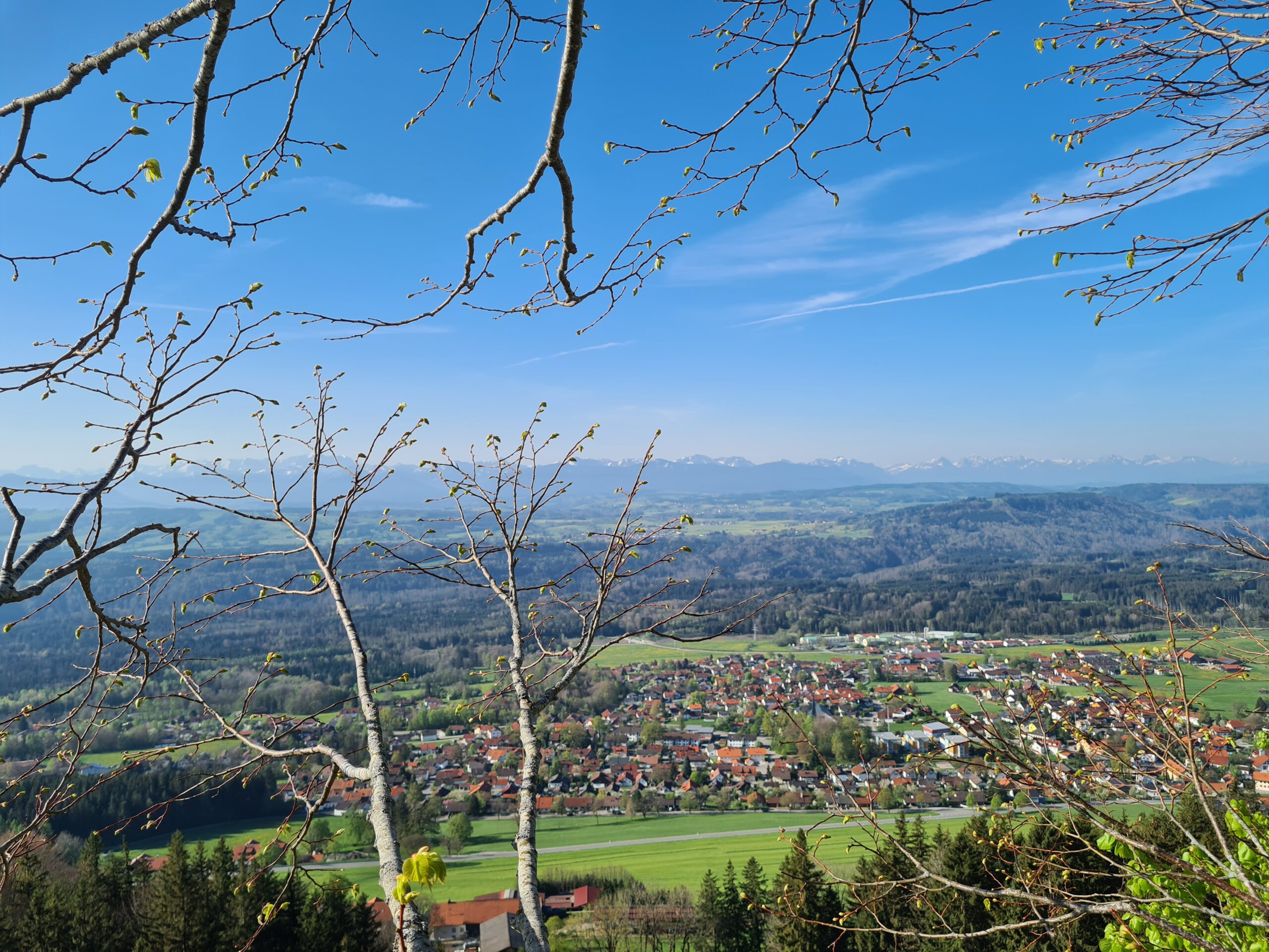Ausblick aus Baumkrone auf Voralpenland