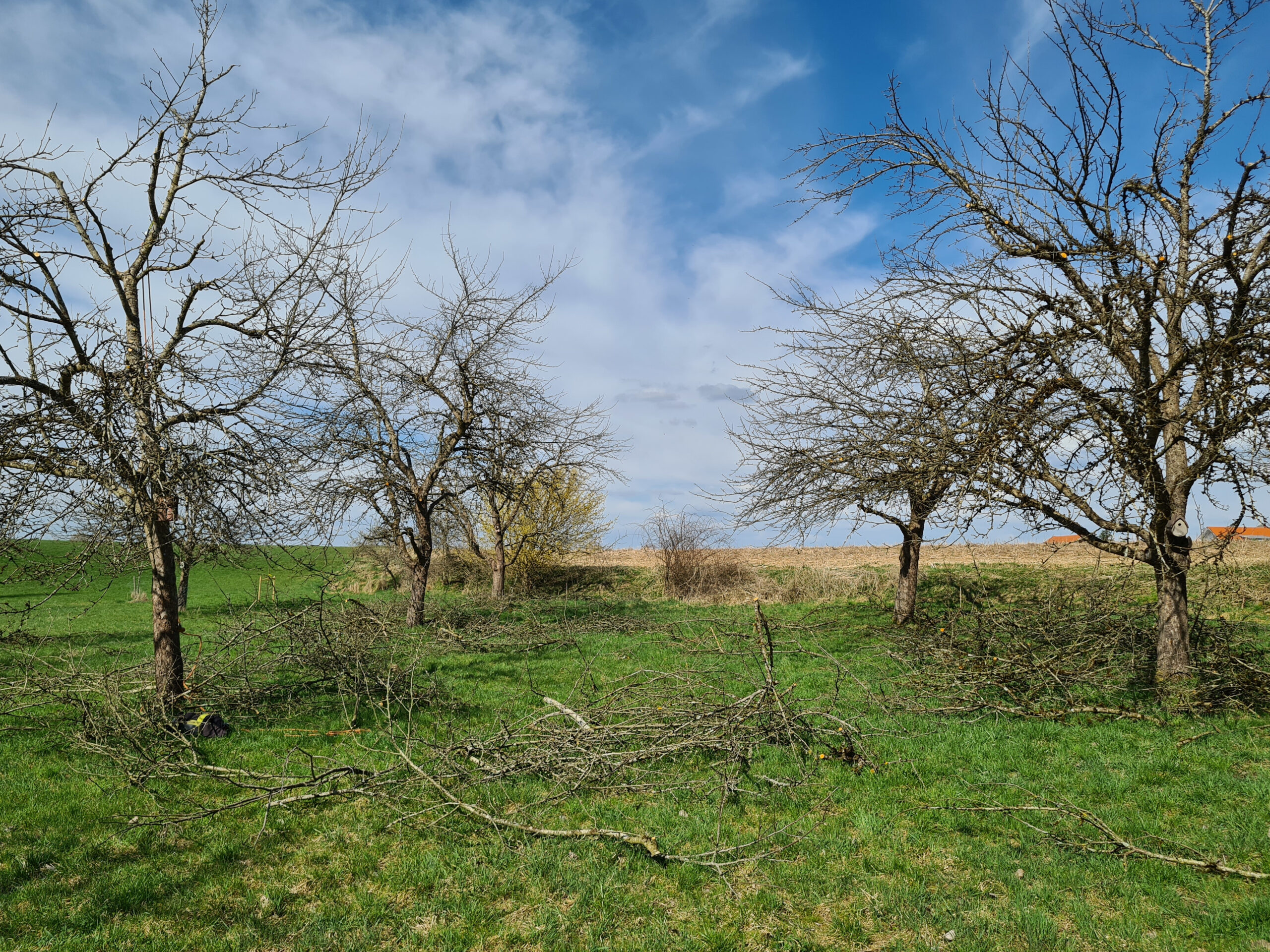 Gepflegte Obstbäume auf Streuobstwiese